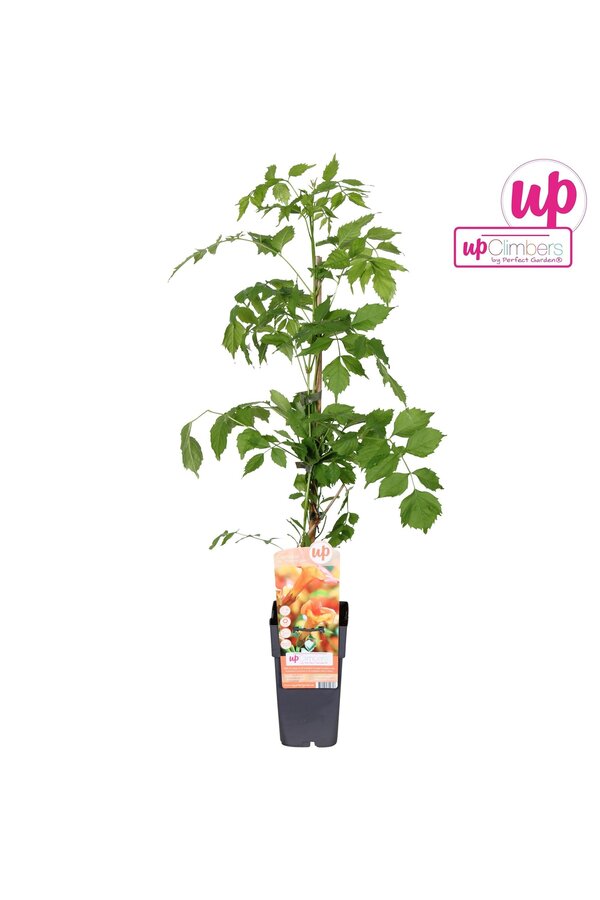 Campsis x tag Madame Galen (greffé) P15