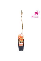 Campsis x tag Madame Galen (greffé) P15