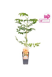 Campsis x tag Madame Galen (greffé) P15