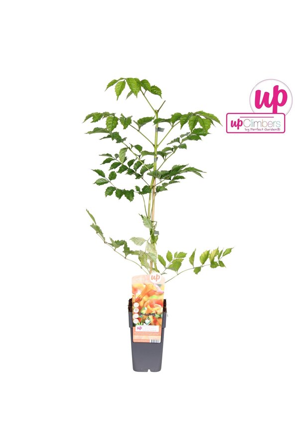 Campsis x tag Madame Galen (greffé) P15