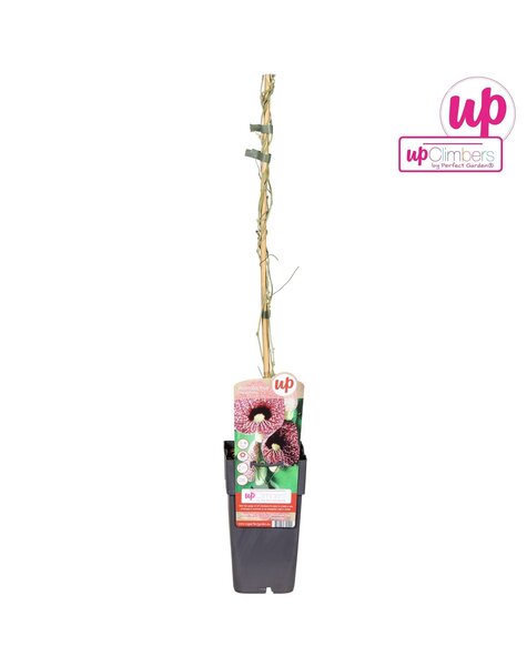 Aristolochia macrophylla P15