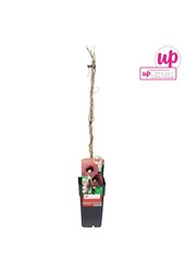 Aristolochia macrophylla P15