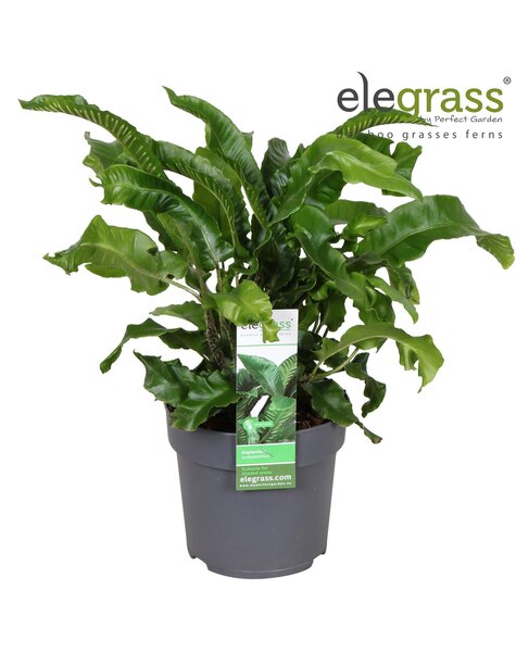 Asplenium scolopendrium P14