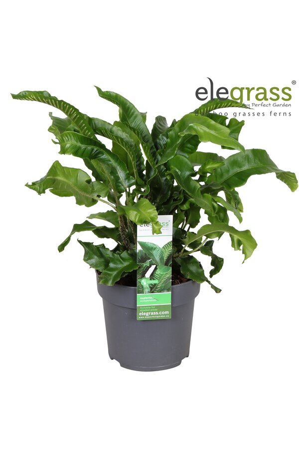 Asplenium scolopendrium P14