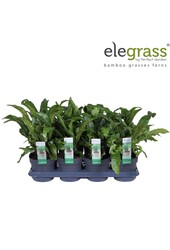 Asplenium scolopendrium P14