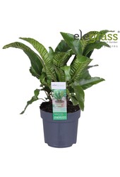 Asplenium scolopendrium P14