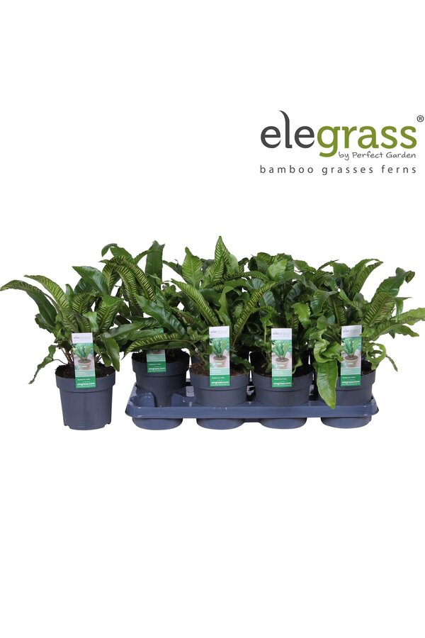 Asplenium scolopendrium P14