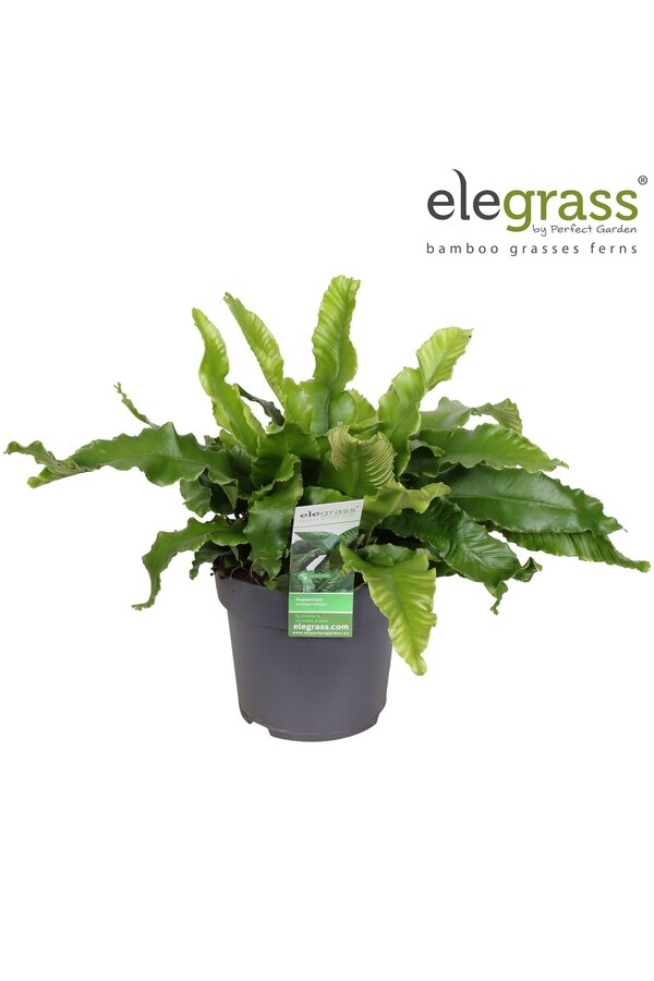 Asplenium scolopendrium P14