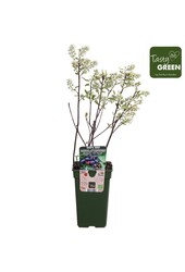 Amelanchier Spicata P19 bio