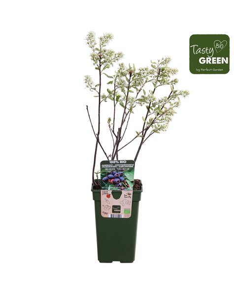 Amelanchier Spicata P19 bio