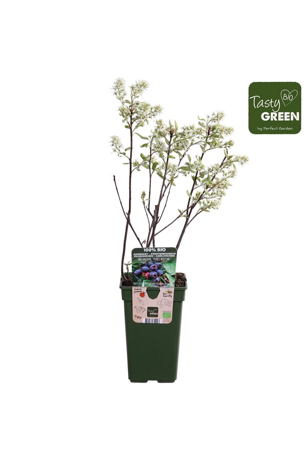 Amelanchier Spicata P19 bio