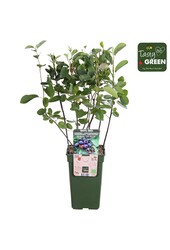 Amelanchier Spicata P19 bio