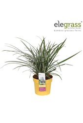 Astelia nervosa Westland P19