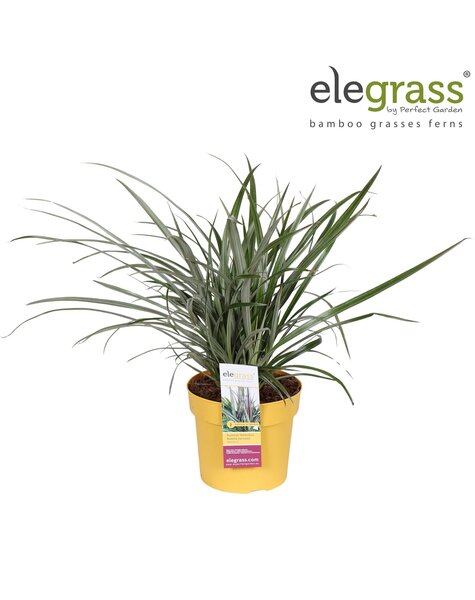 Astelia nervosa Westland P19