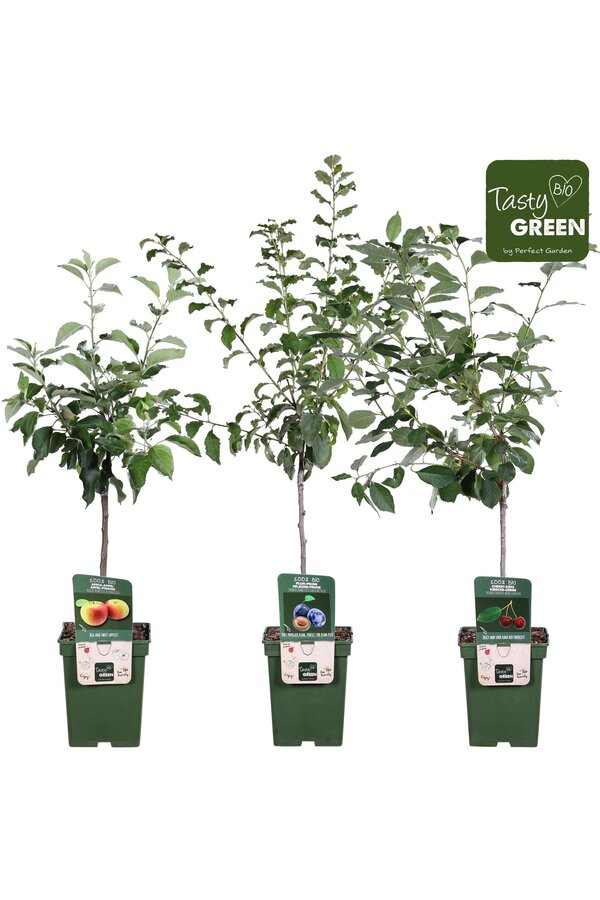 Bio Fruitbomen mix laag P23