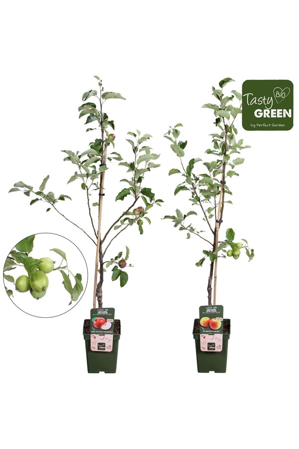 Bio Fruitbomen mix laag P23