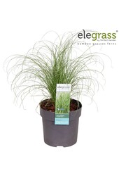 Carex comans Frosted Curls P14