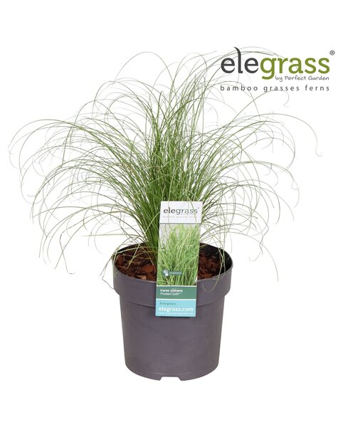 Carex comans Frosted Curls P14