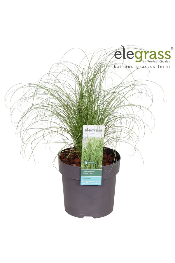 Carex comans Frosted Curls P14