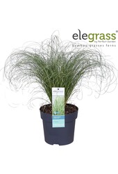 Carex comans Frosted Curls P14