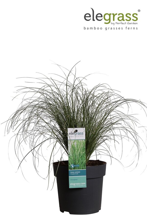 Carex comans Frosted Curls P14