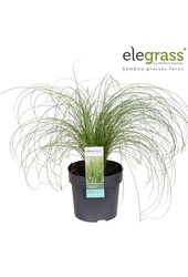 Carex comans Frosted Curls P14