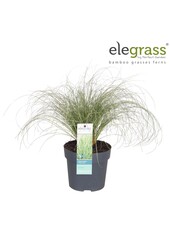 Carex comans Frosted Curls P14