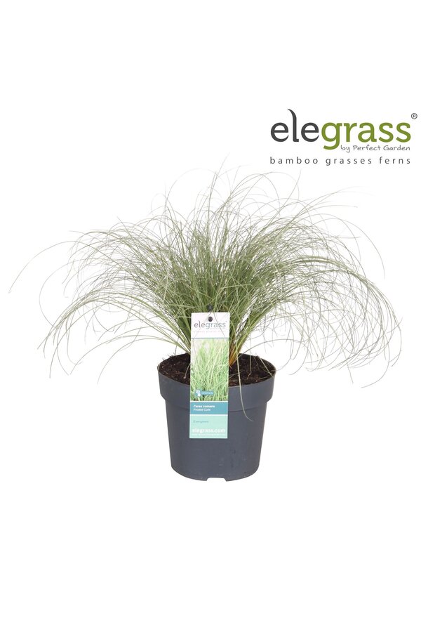 Carex comans Frosted Curls P14