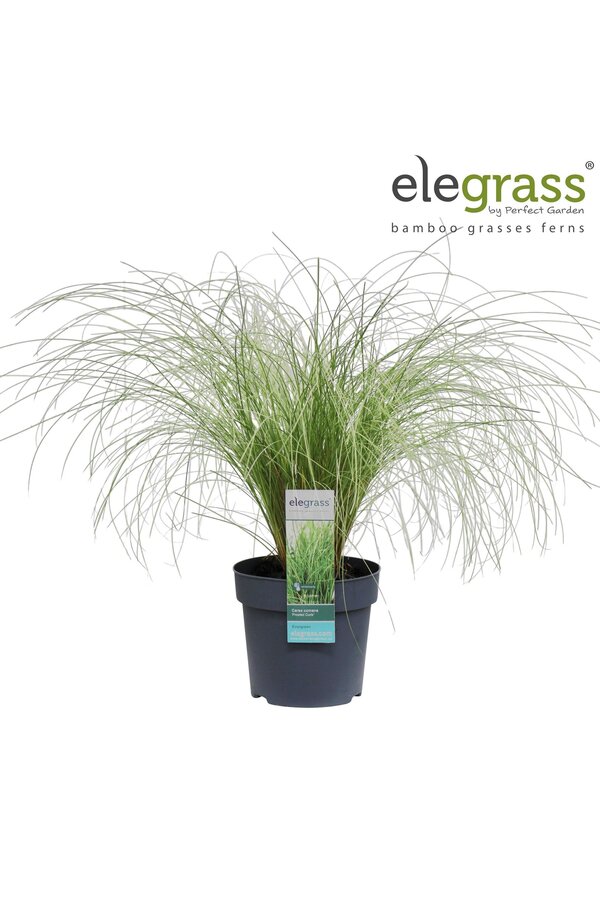 Carex comans Frosted Curls P14