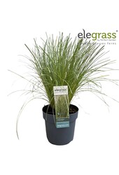 Carex comans Frosted Curls P14