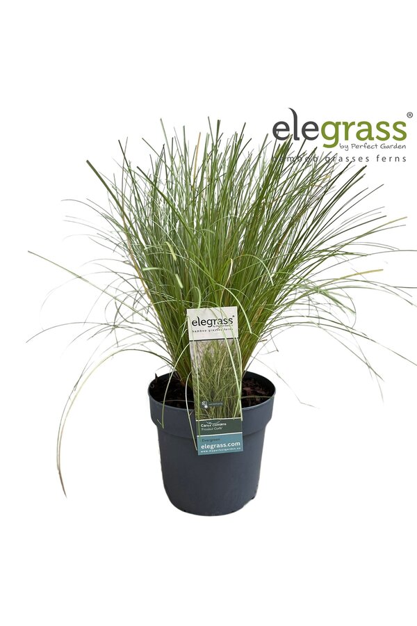 Carex comans Frosted Curls P14