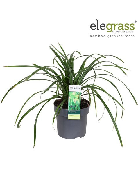 Carex Irish Green P14