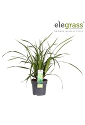 Carex Irish Green P14