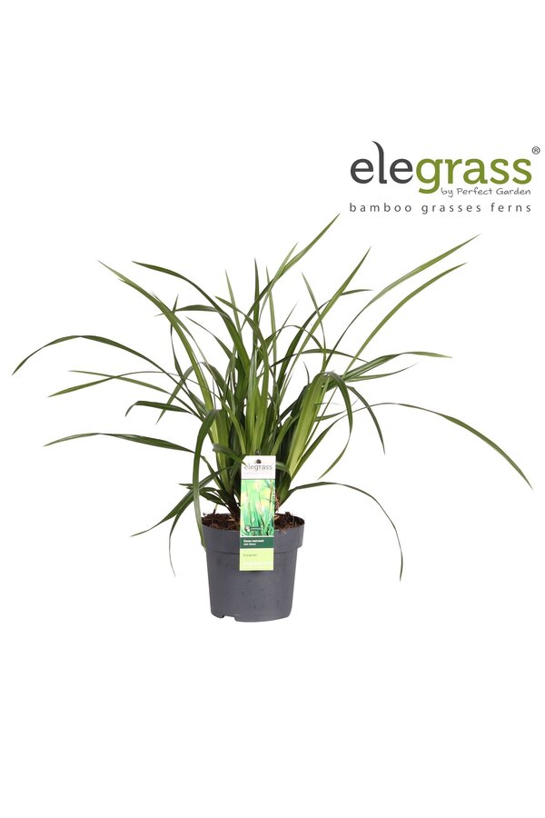 Carex Irish Green P14