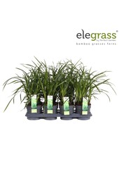 Carex Irish Green P14