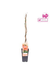 Campsis radicans Flamenco (greffé) P15