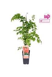 Campsis radicans Flamenco (greffé) P15