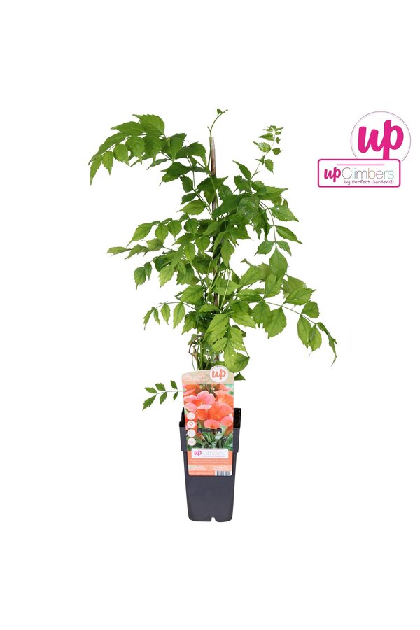 Campsis radicans Flamenco (geënt) P15