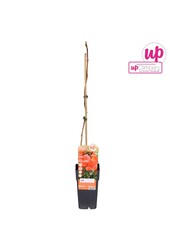 Campsis radicans Flamenco (greffé) P15