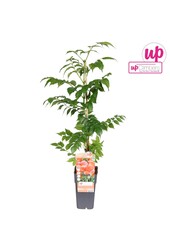 Campsis radicans Flamenco (geënt) P15