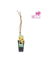 Campsis radicans Flava (greffé) P15