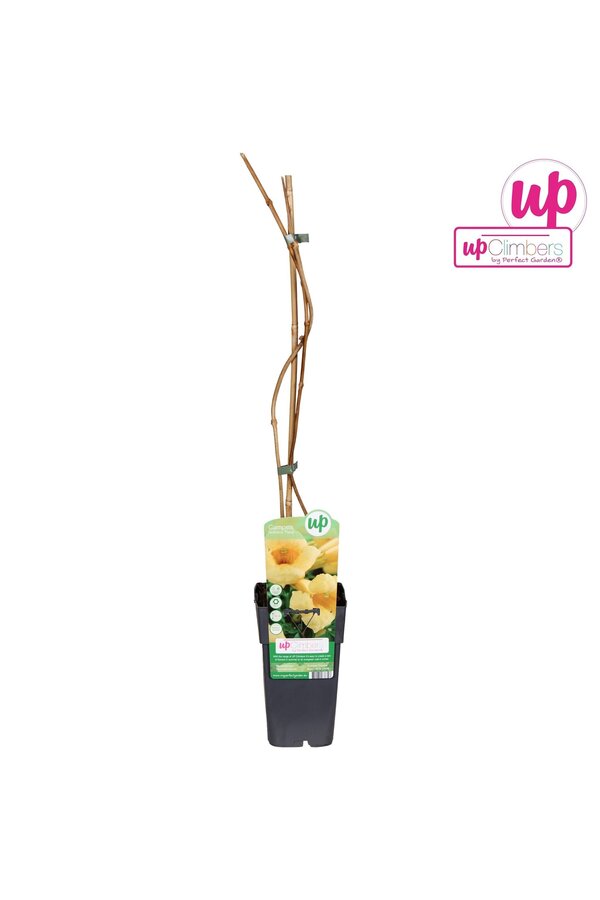 Campsis radicans Flava (geënt) P15