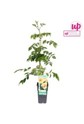 Campsis radicans Flava (greffé) P15