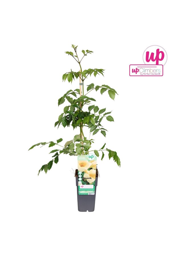 Campsis radicans Flava (greffé) P15