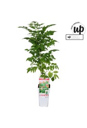 Campsis Pink Panther P15