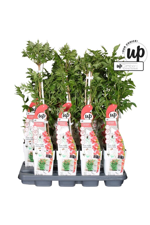 Campsis Pink Panther P15