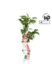 Campsis Pink Panther P15