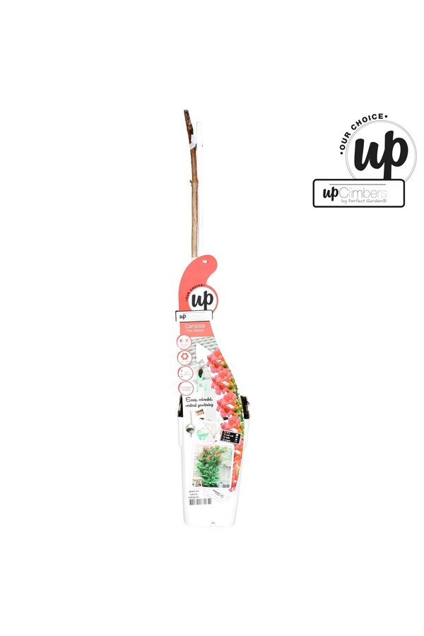 Campsis Pink Panther P15