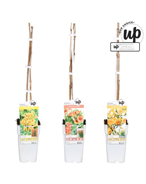 Campsis Our Choice mix tray P15