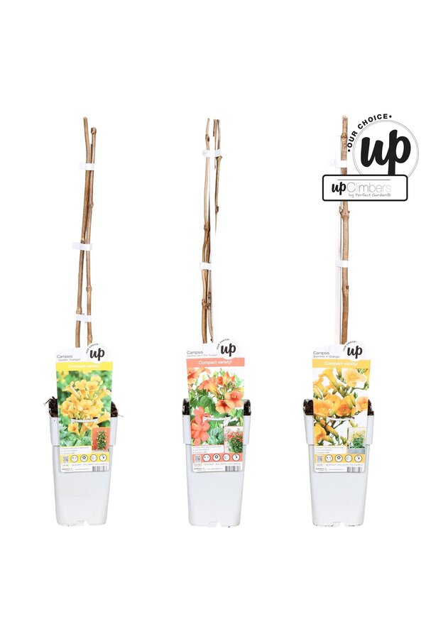 Campsis Our Choice mix tray P15